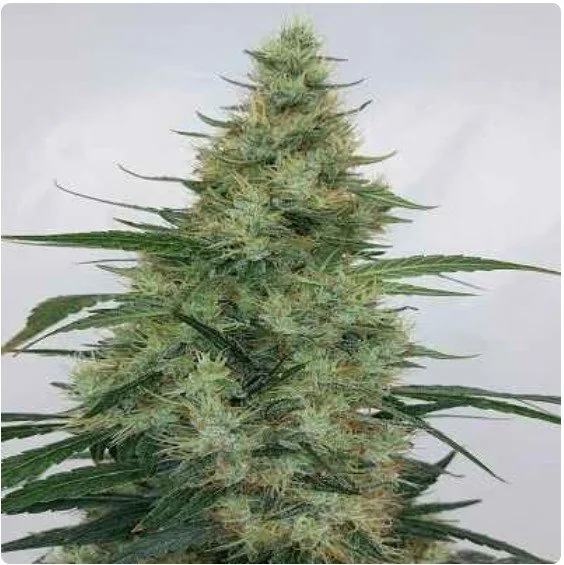 Super Panama Haze Regular Seeds