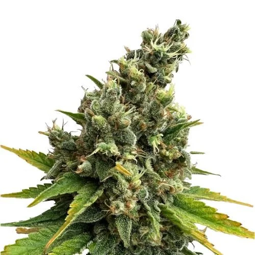 Lemongrass - 5-pack - Feminized - Amsterdam Genetics

