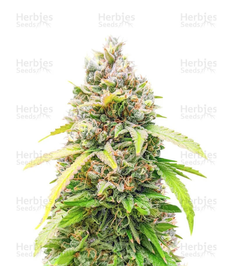 Bruce Banner Fast Version Seeds (EGS)