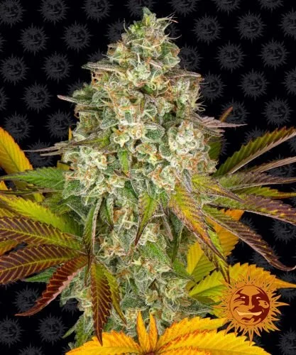 Cookies Kush Auto - 5-pack - Feminized - Barney's Farm