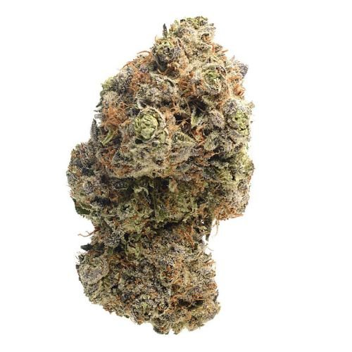 Chocolato - 5-pack - Feminized - Amsterdam Genetics
