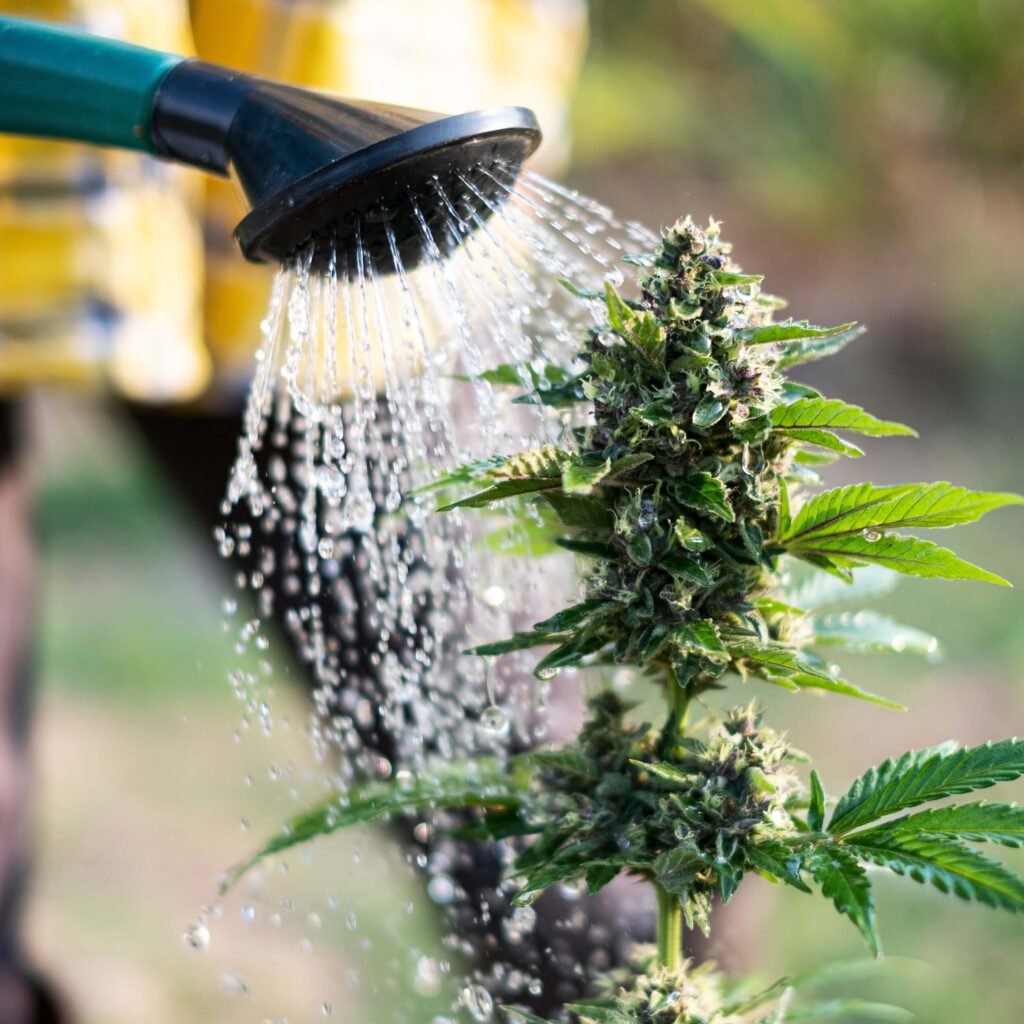 Overwatering Your Plants