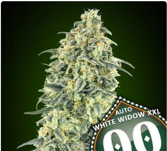 White Widow XXL Auto Feminized Seeds