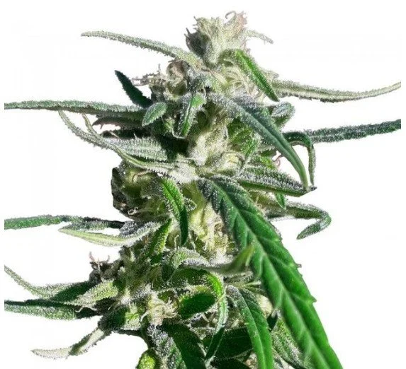 Thai A5 Haze Feminized Seeds - 5