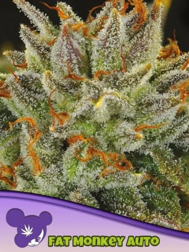 Fat Monkey Auto - 5-pack - Feminized - Anesia Seeds