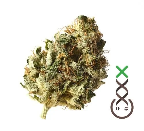 Kosher Choco Kush - Feminized - Amsterdam Genetics
