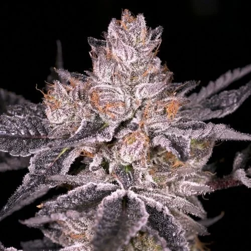 Black Oishii - 6-pack - Feminized - Archive Seedbank