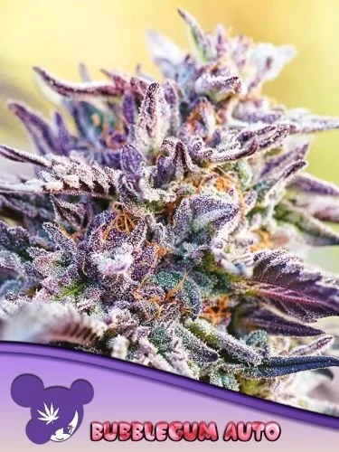 Auto Bubblegum - Feminized - Anesia Seeds