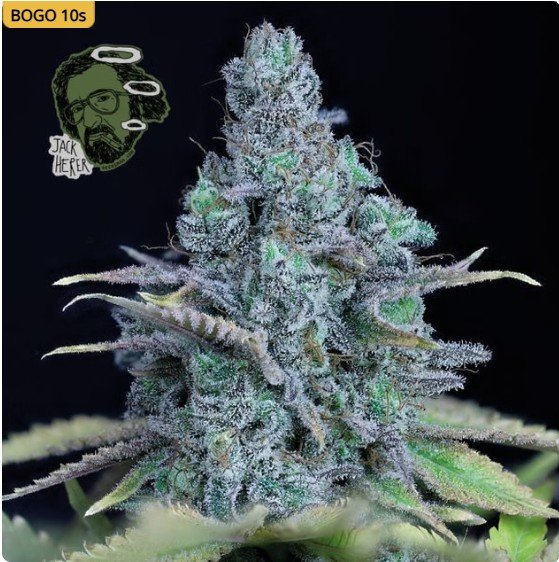 Jack Herer Feminized Seeds