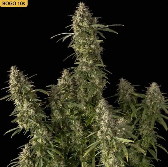 Pineapple OG Auto Feminized Seeds