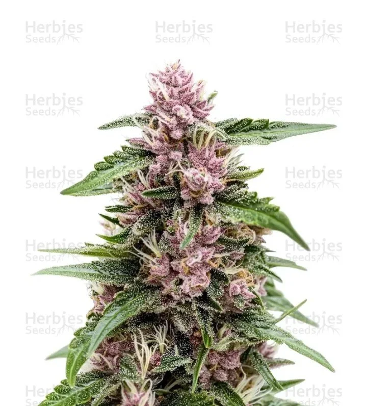 Forbidden Cherry Auto Seeds