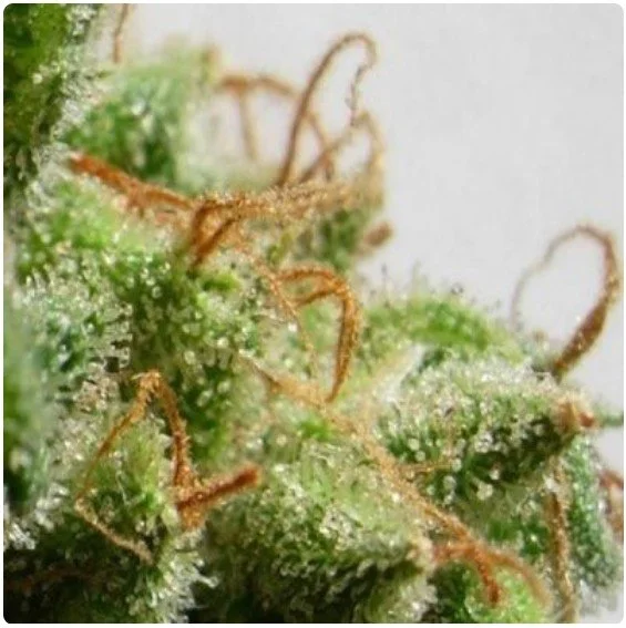 Malawi Feminized Seeds