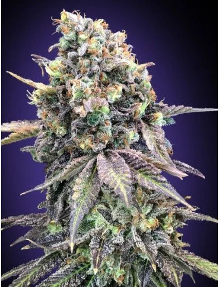 Purple Punch Feminized Seeds
