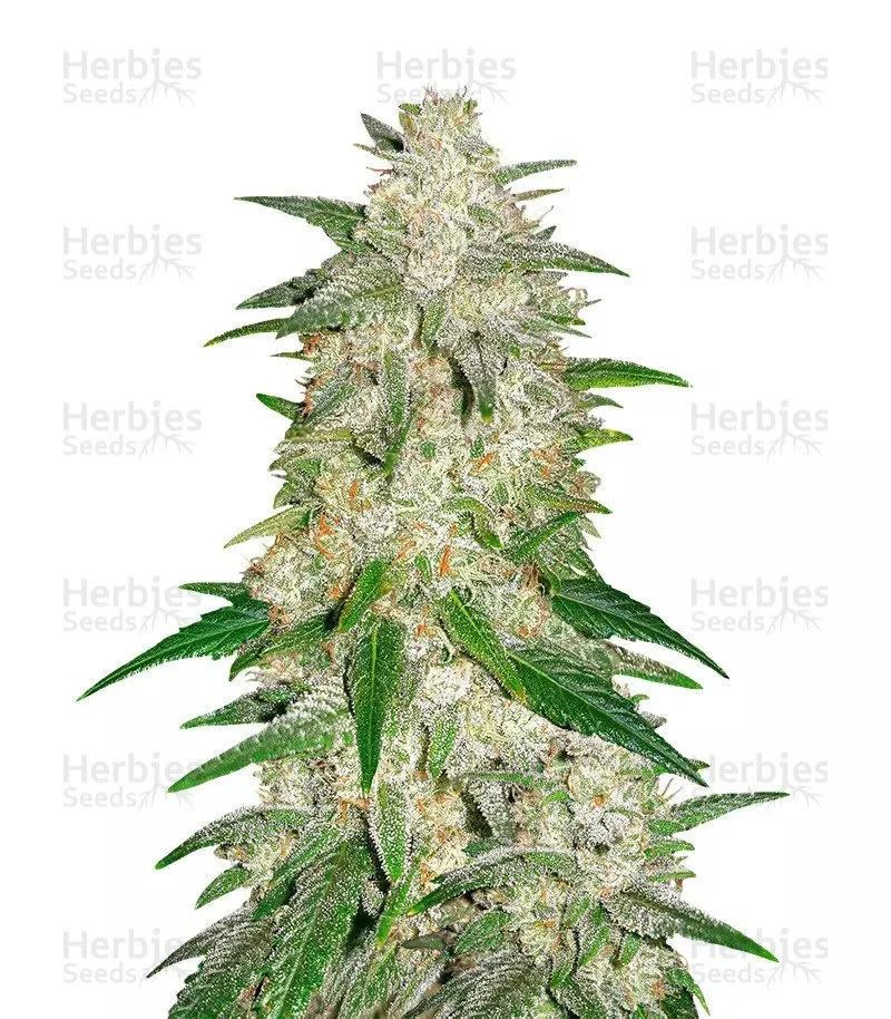 Gelato Seeds (Fast Buds)