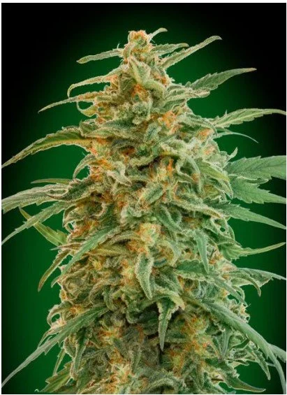 Gorilla Auto Feminized Seeds