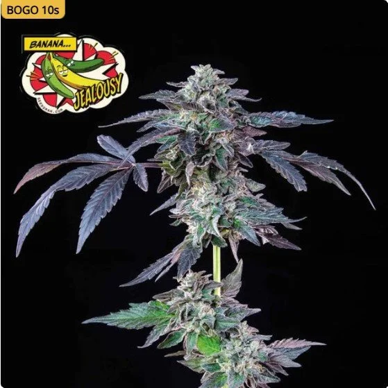 Banana Jealousy Feminized Seeds