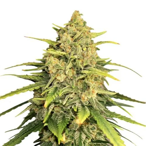 Tangerine G13 - 5-pack - Feminized - Amsterdam Genetics
