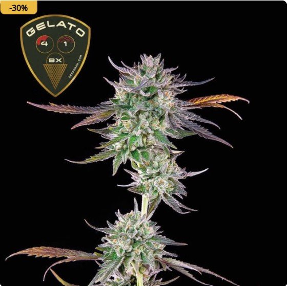 Gelato 41 BX Feminized Seeds