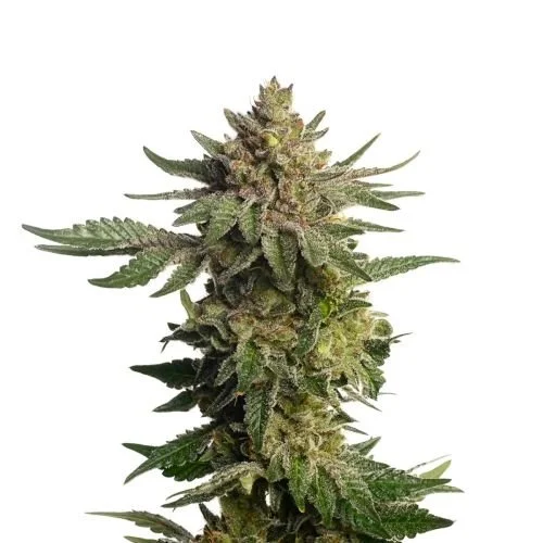 Green Magic - 5-pack - Feminized - Amsterdam Genetics
