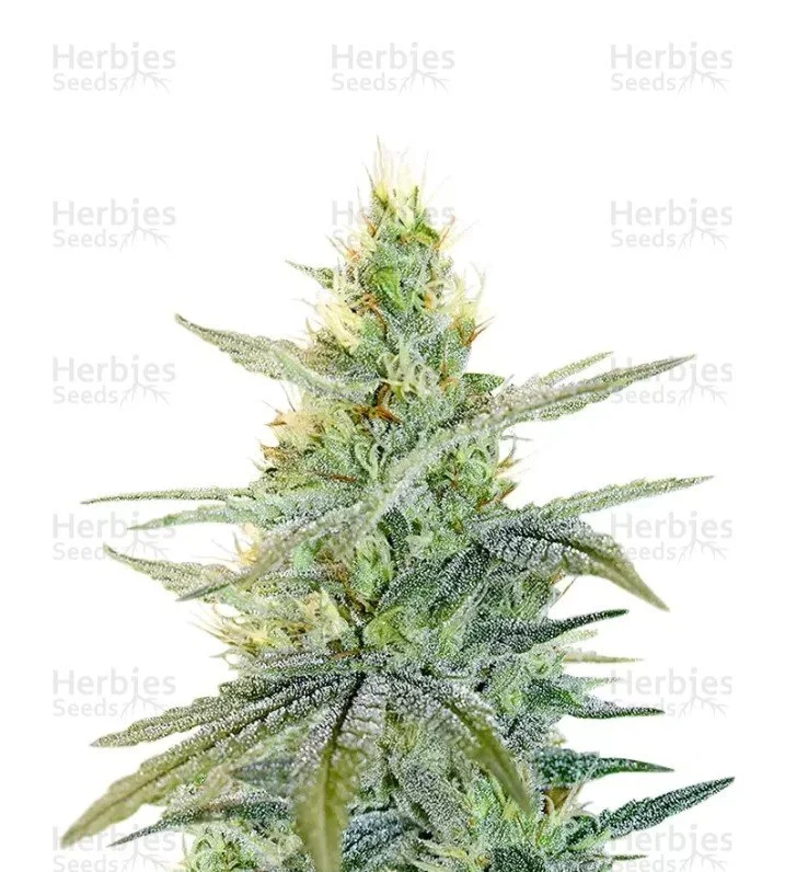 Apple Fritter Seeds (Barney's Farm)