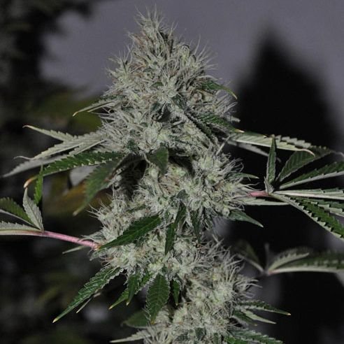 Chem 4 OG - 10-pack - Regular - Cali Connection