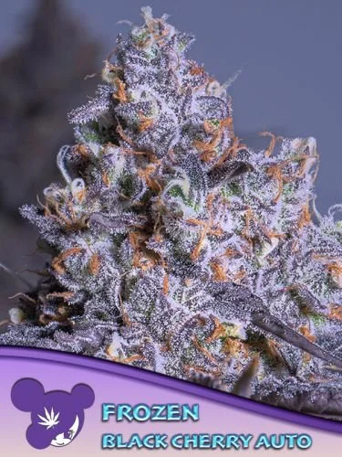 Frozen Black Cherry Auto - Feminized - Anesia Seeds