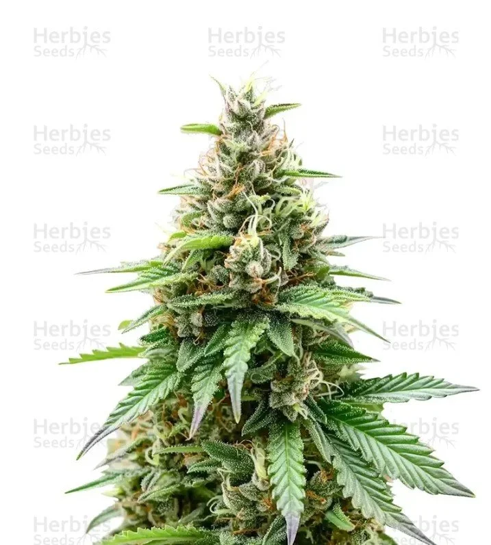 Orange Sherbet FF Seeds