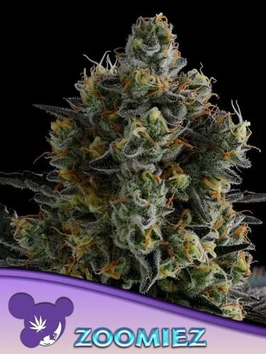 Zoomiez - Feminized - Anesia Seeds