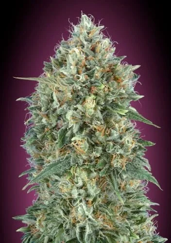 Auto Gelato #33 - Feminized - Advanced Seeds
