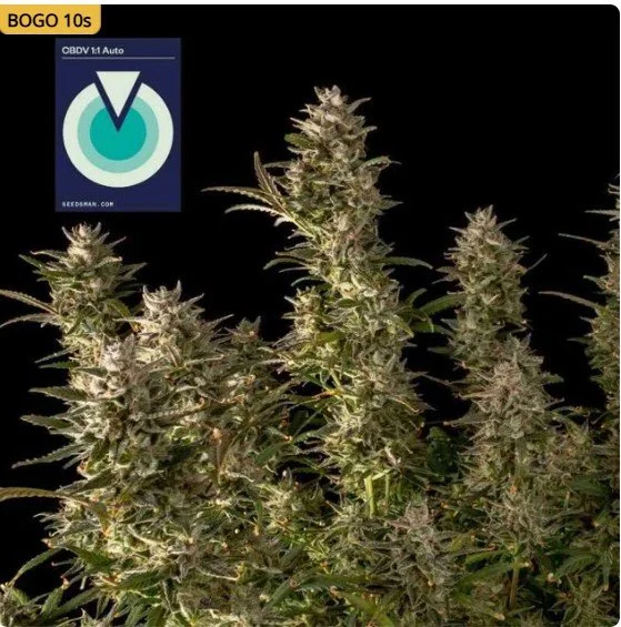 CBDV 11 Auto Feminized Seeds