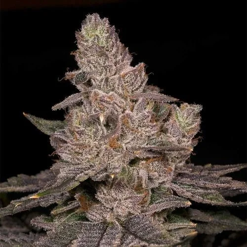 Slurricane - 6-pack - Feminized - Archive Seedbank