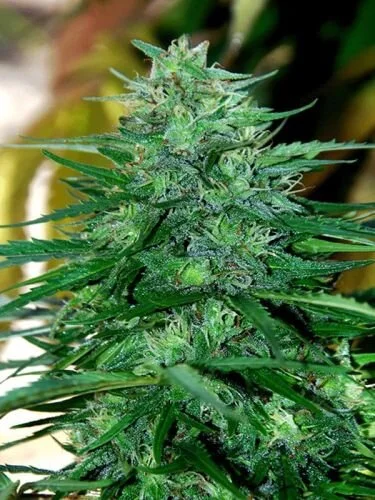 Caribe - 5PACK - Regular - Cannabiogen
