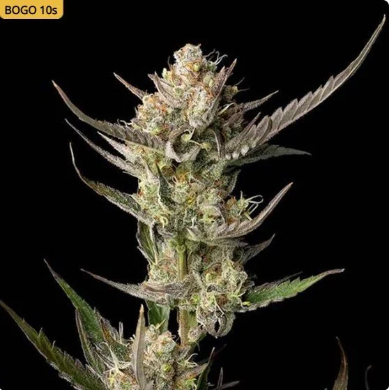 OG Kush Feminized Seeds