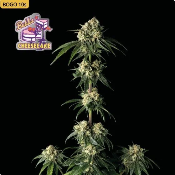 Bubba Cheesecake Feminized Seeds