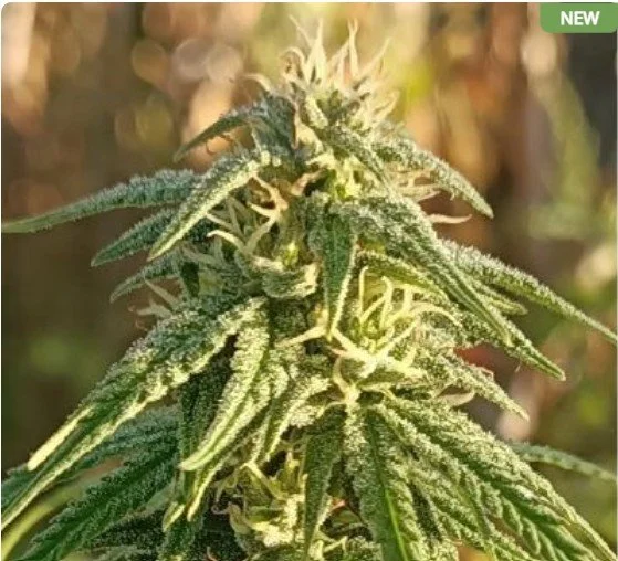 Himalayan Snow Regular Seeds