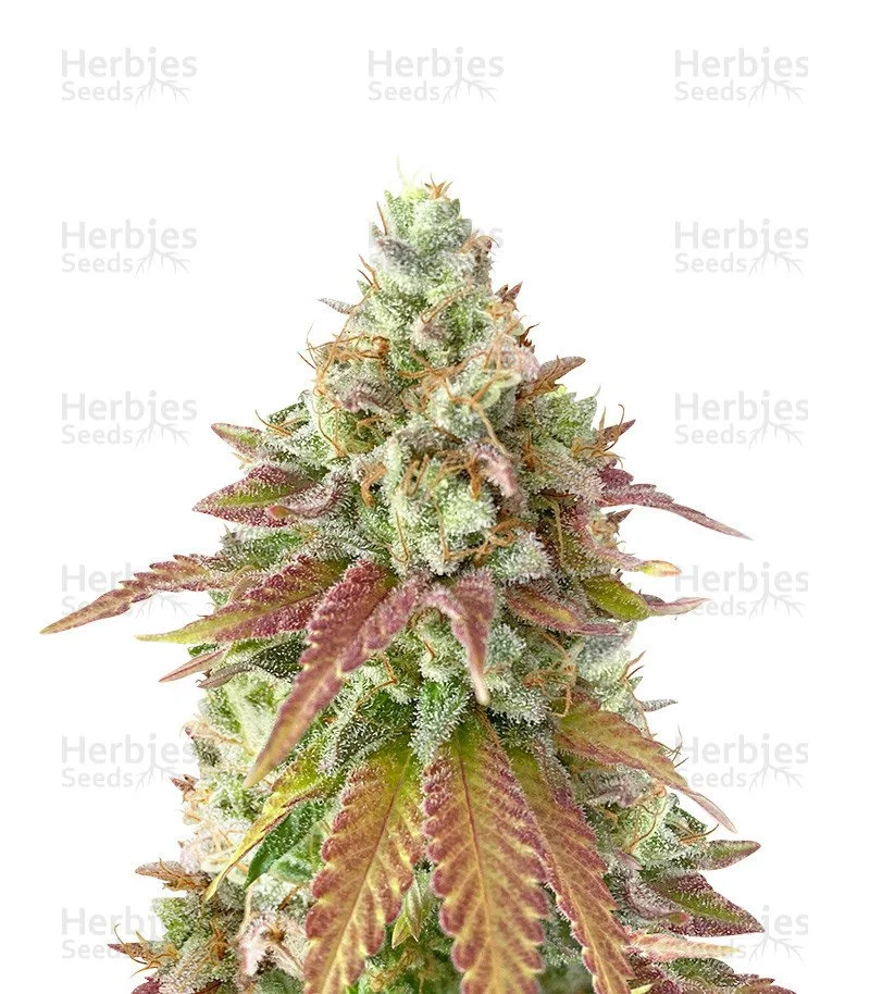 Original Cheese (Herbies Seeds)