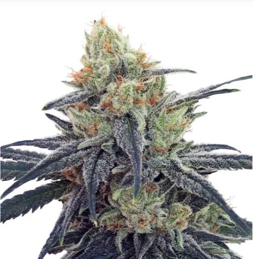 CBD #1 Feminized Seeds