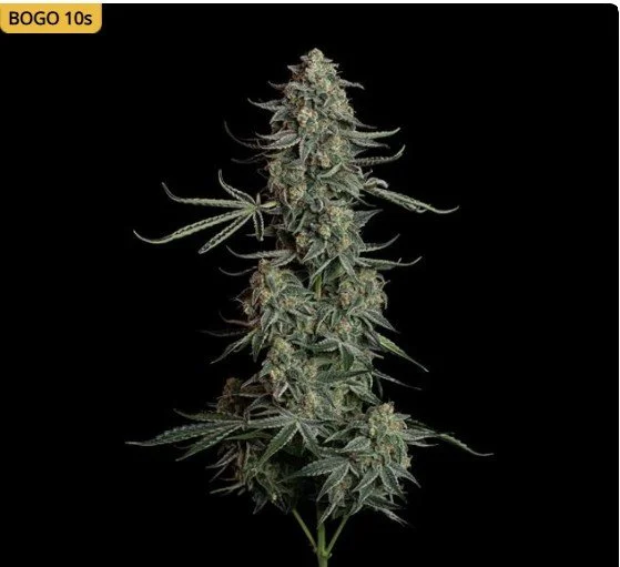 Blue Dream Auto Feminized Seeds