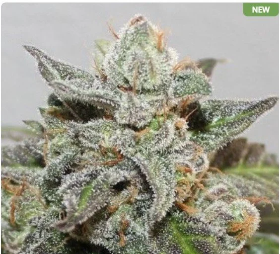 Kalidonia Feminized Seeds