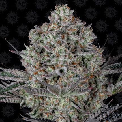 Dos-si-dos 33 - 3-pack - Feminized - Barney's Farm