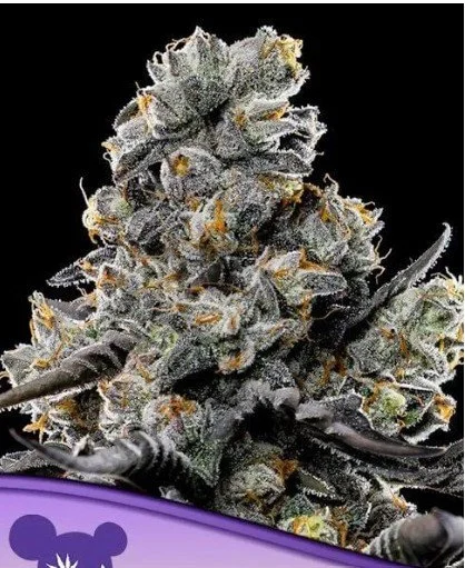 Violet Face Feminized Seeds