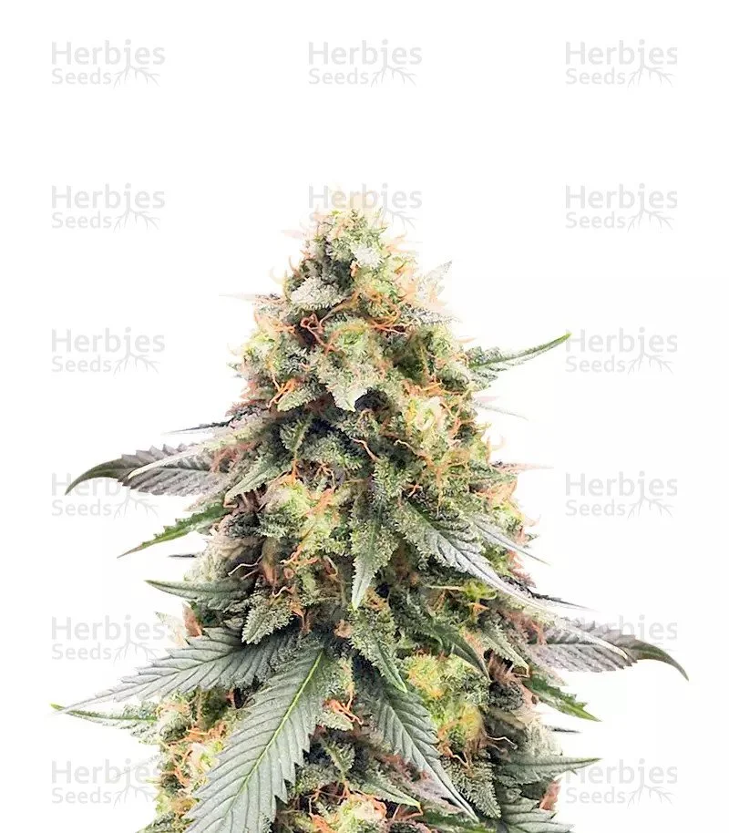 Northern Lights #10 (Herbies Seeds)
