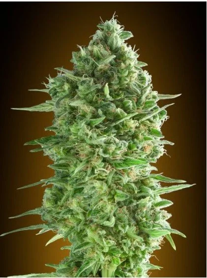 Do-Si-Dos Cookies Feminized Seeds