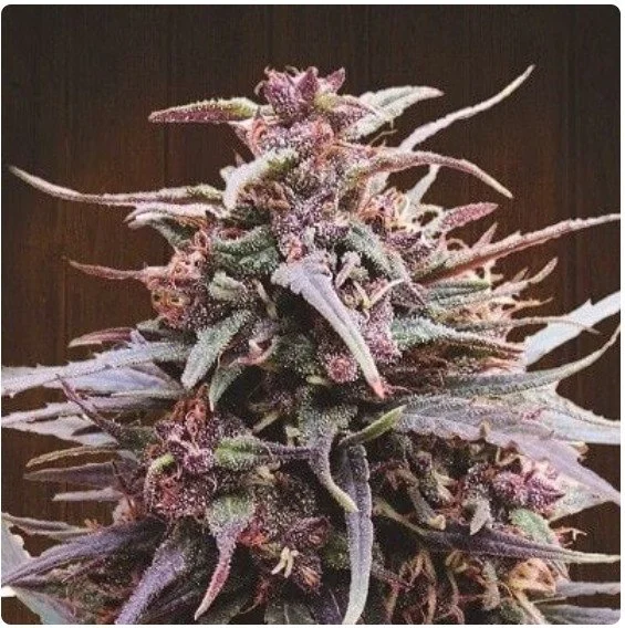 Purple Haze x Malawi Regular Seeds