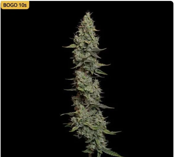 Wedding Cake Auto Feminized Seeds