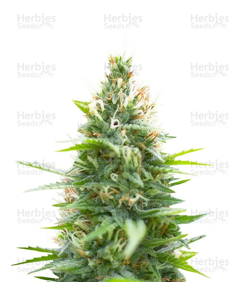 Jack Herer Seeds (Seedkeepers)