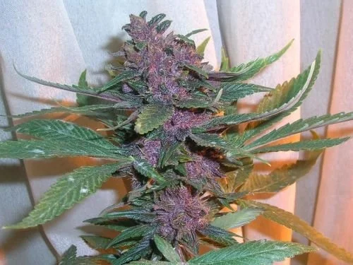 Pakistan Chitral Kush - Regular - Cannabiogen