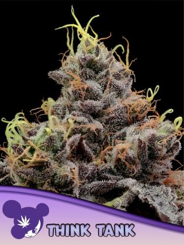 Think Tank - 5-pack - Feminized - Anesia Seeds