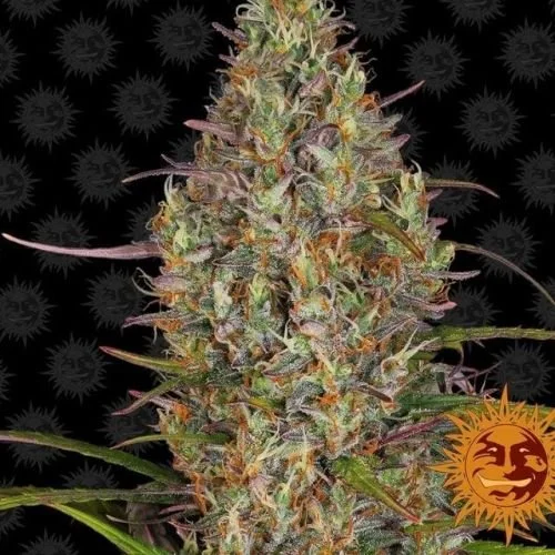 Glue Gelato Auto - Feminized - Barney's Farm