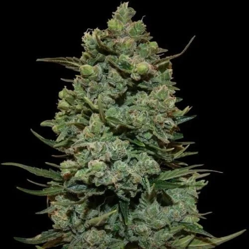 Cookies Kush - Feminized - Barney's Farm